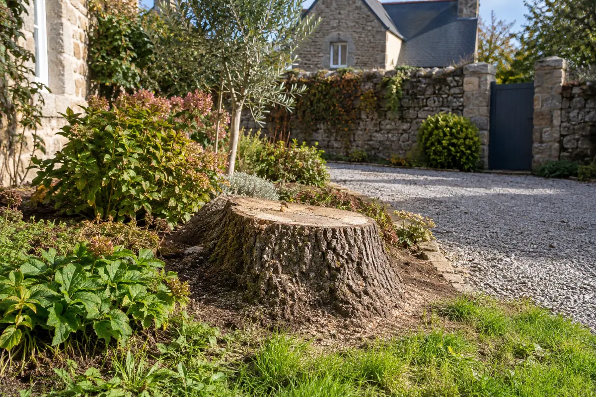 Souche de chêne, jardin délimité par des murs ou une clôture