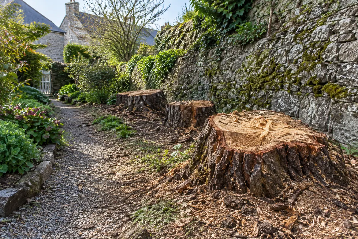 Souche de pin maritime, jardin délimité par des murs ou une clôture
