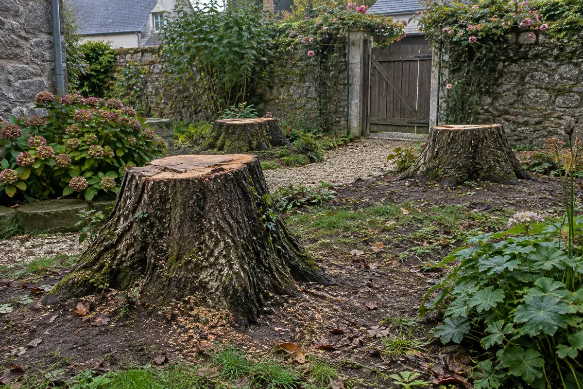 Souche de châtaignier, jardin délimité par des murs ou une clôture