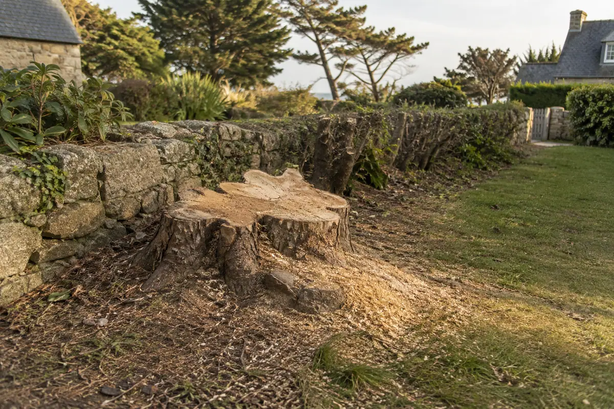Souche de mimosa, jardin côtier avec un mur en pierre