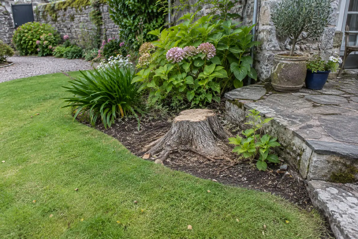 Souche de mimosa, jardin délimité par des murs ou une clôture