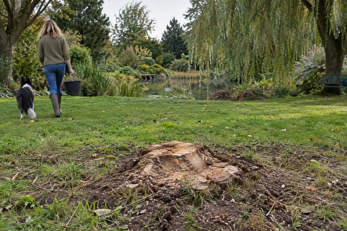 Souche de saule, espace de travail autour du pied de l’arbre